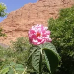 6 day rose valley trek